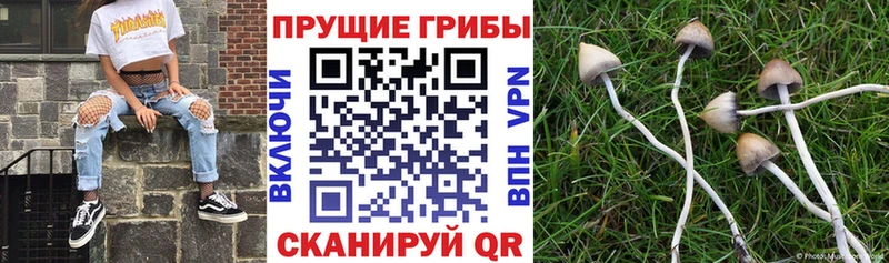 блэк спрут как зайти  Себеж  Галлюциногенные грибы Psilocybine cubensis  наркота 